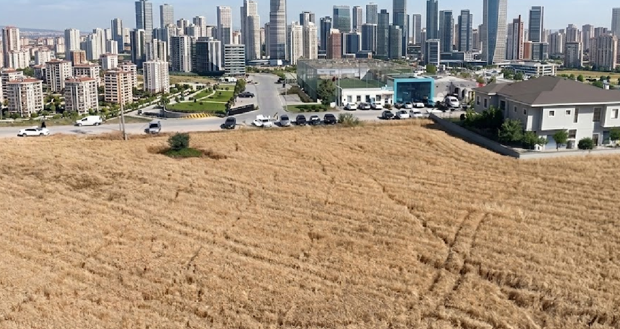 He threw away 150 million: He plants wheat for 39 thousand liras - News