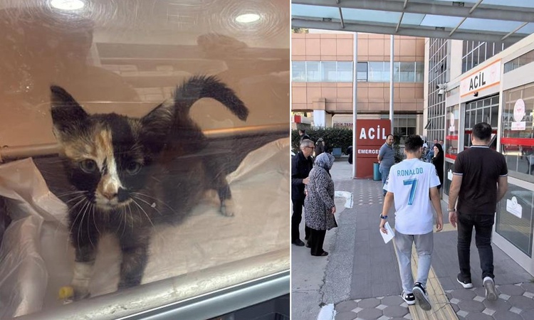 5 bin kişi hastanelik eden Tokat'taki salgın büyüyor! Korkutan kedi-köpek detayı - Son Dakika Bilgileri