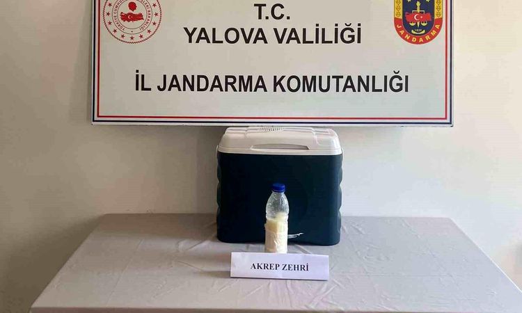 Scorpion venom worth $5 million was seized in Yalova - Last Minute