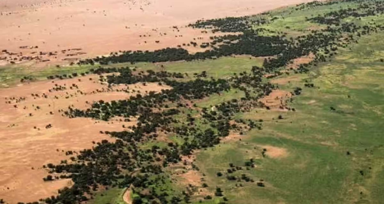 8,000 kilometers long 'Wood Wall' is coming - Latest News