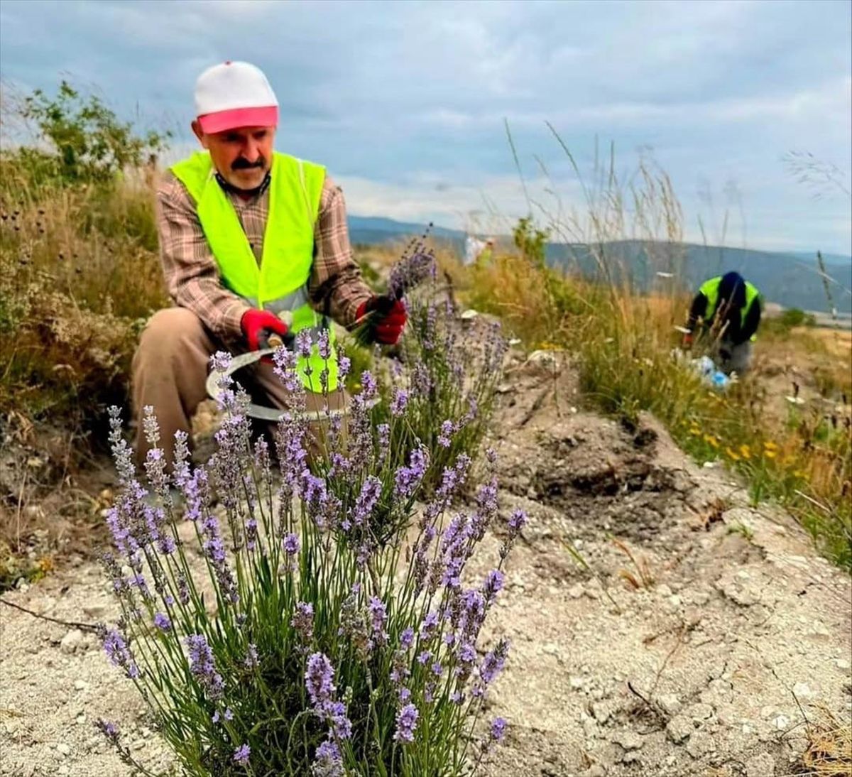 Boyabat: Lavender Harvest Begins.
