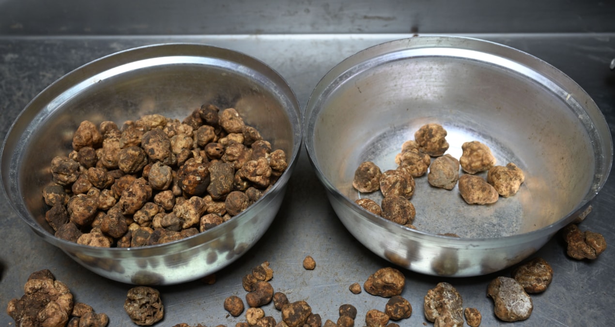 A reserve of 12.5 tons was revealed in Erzincan: Here are the Details