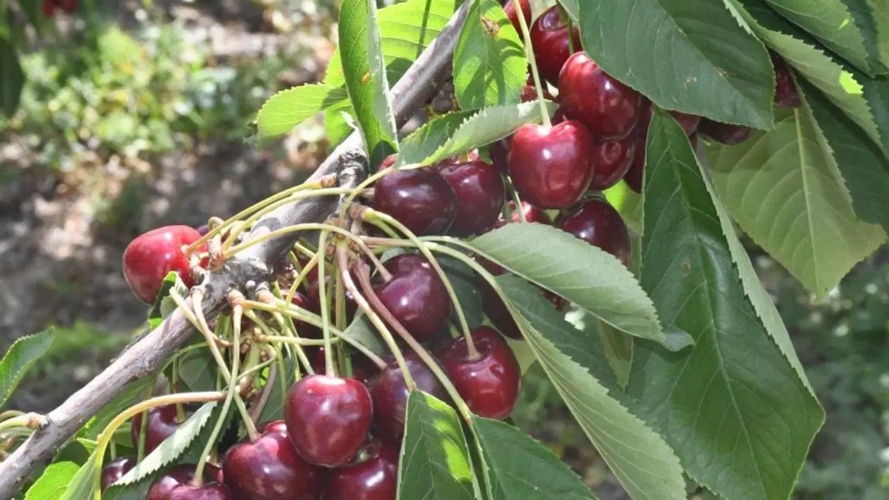 Analysis | Harvest work in the giant cherry garden in Yozgat: Exported to Japan, Russia, Georgia and the Netherlands: Here are the Details