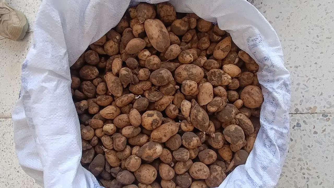 Hot Development: Million fine for unauthorized 'salep' collection and bio-smuggling in Bingöl (Details)