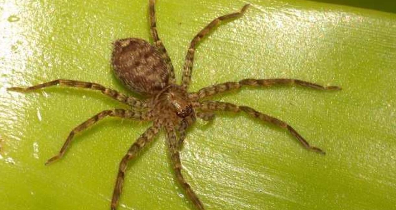 Hot Development: Research that will upset those with spider phobia: He can run faster than most people and Latest Developments
