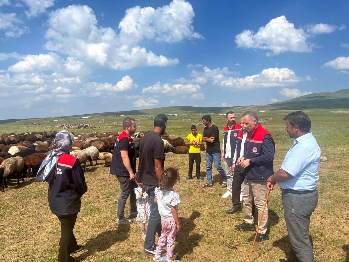 Analysis | Close follow-up and latest developments on animal husbandry in the plateaus of Kars