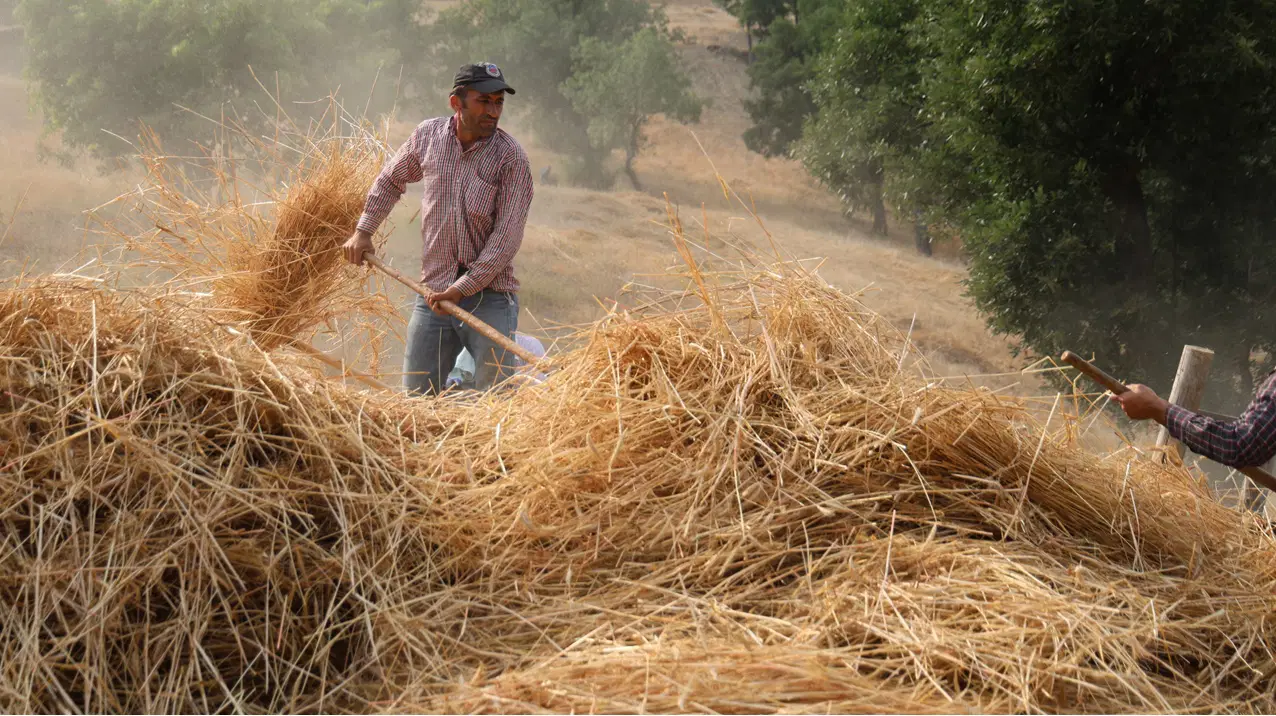 Analysis: Time Stands Still on Toros Dağları Peaks; Harvest by Centuries-Old Methods Where Machines Cannot Reach