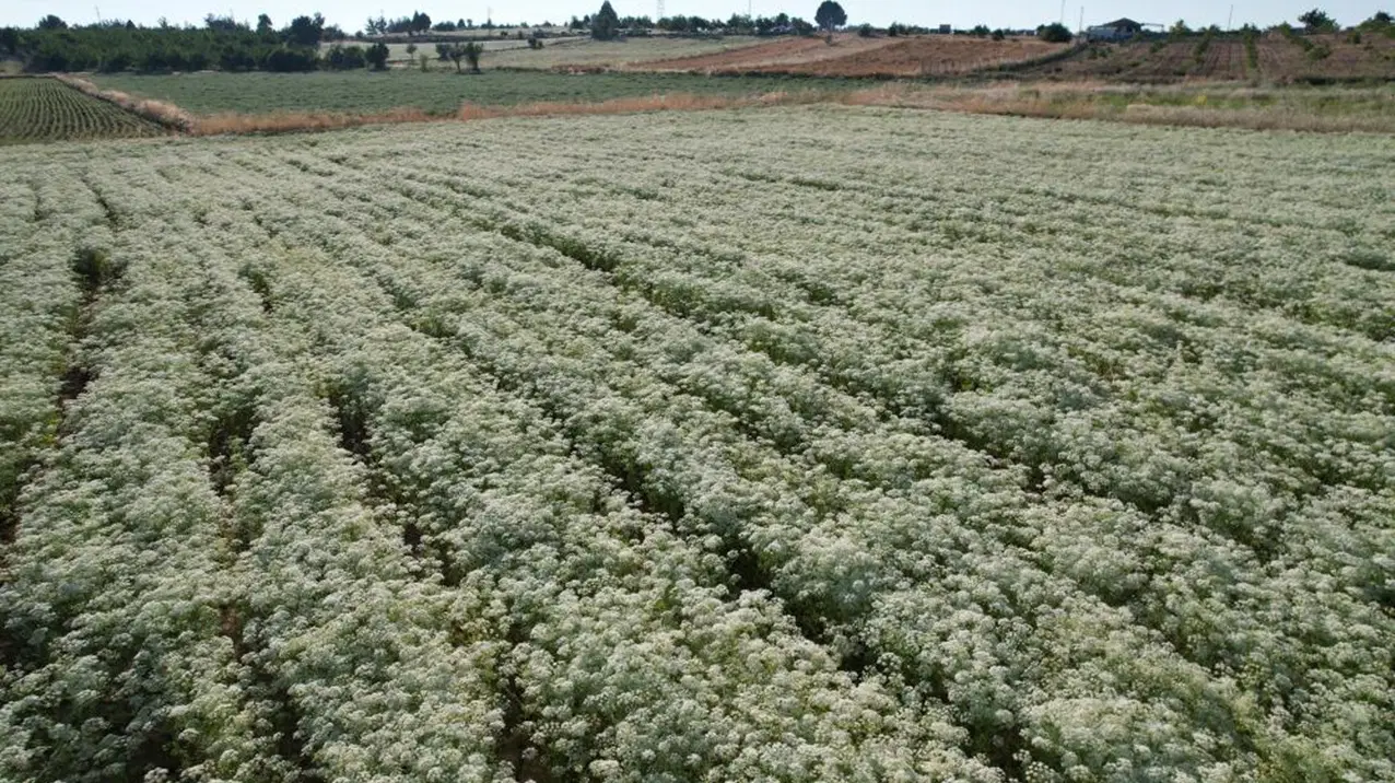 From barren lands to the world market: Harvest enthusiasm has officially started in Denizli