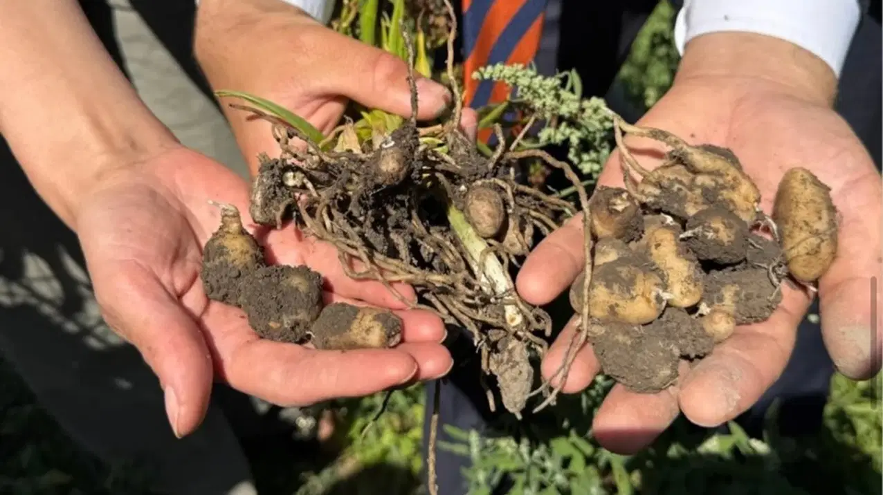 Hot Development: Yüksekova farmer's new source of income Became Clear: He sowed one and got four... (Details)