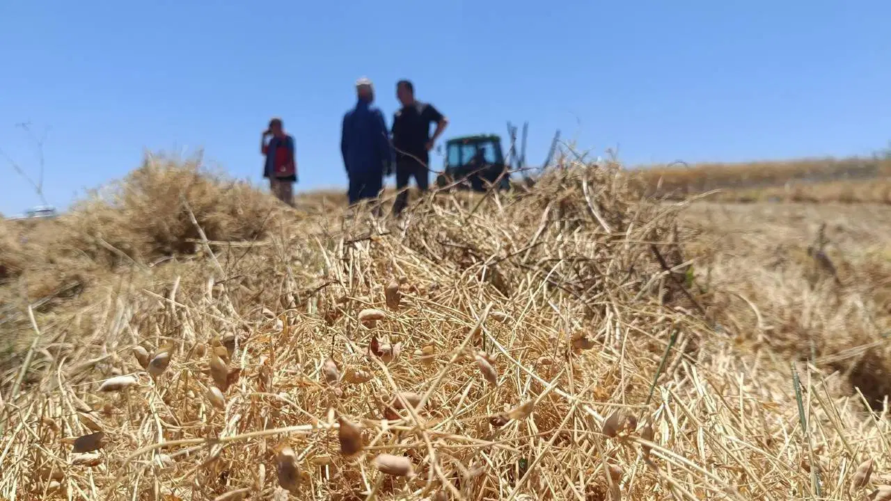 Latest Development: Huge harvest of 225 thousand decares in Yozgat Officially Commissioned: Record yield... and Latest Developments