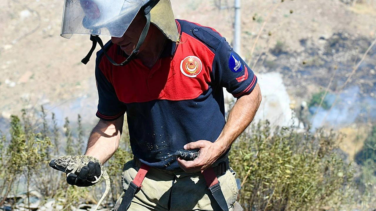 Analysis | Forest fire in Bornova: Fire brigade brought the chameleon back to life (Details)