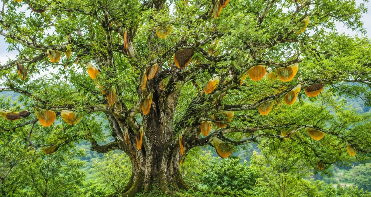 Agenda - Dozens of beehives turned the giant tree into a honey waterfall and Latest Developments