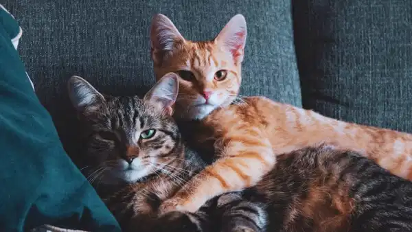 Agenda - Why do cats lick each other? (Detail)