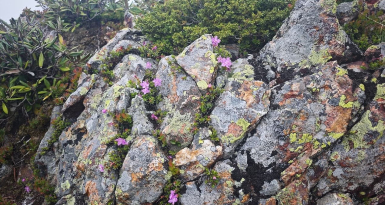 Latest Development: It grows only in Artvin in the world: It was discovered on mule backs, there are 2 thousand left and Latest Developments