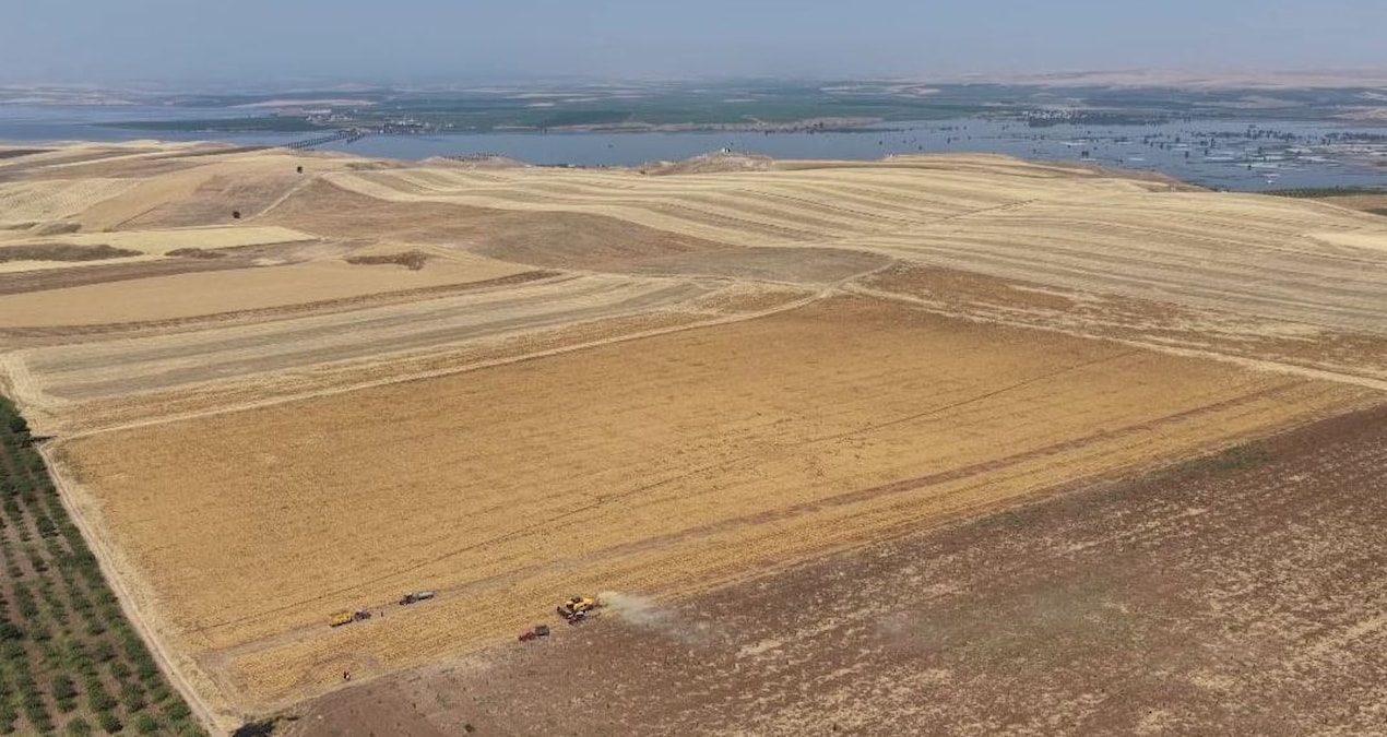 Latest Development: They grow it on dry land and sell it for 45 TL per kilo: A record increase occurred in that city of ours.