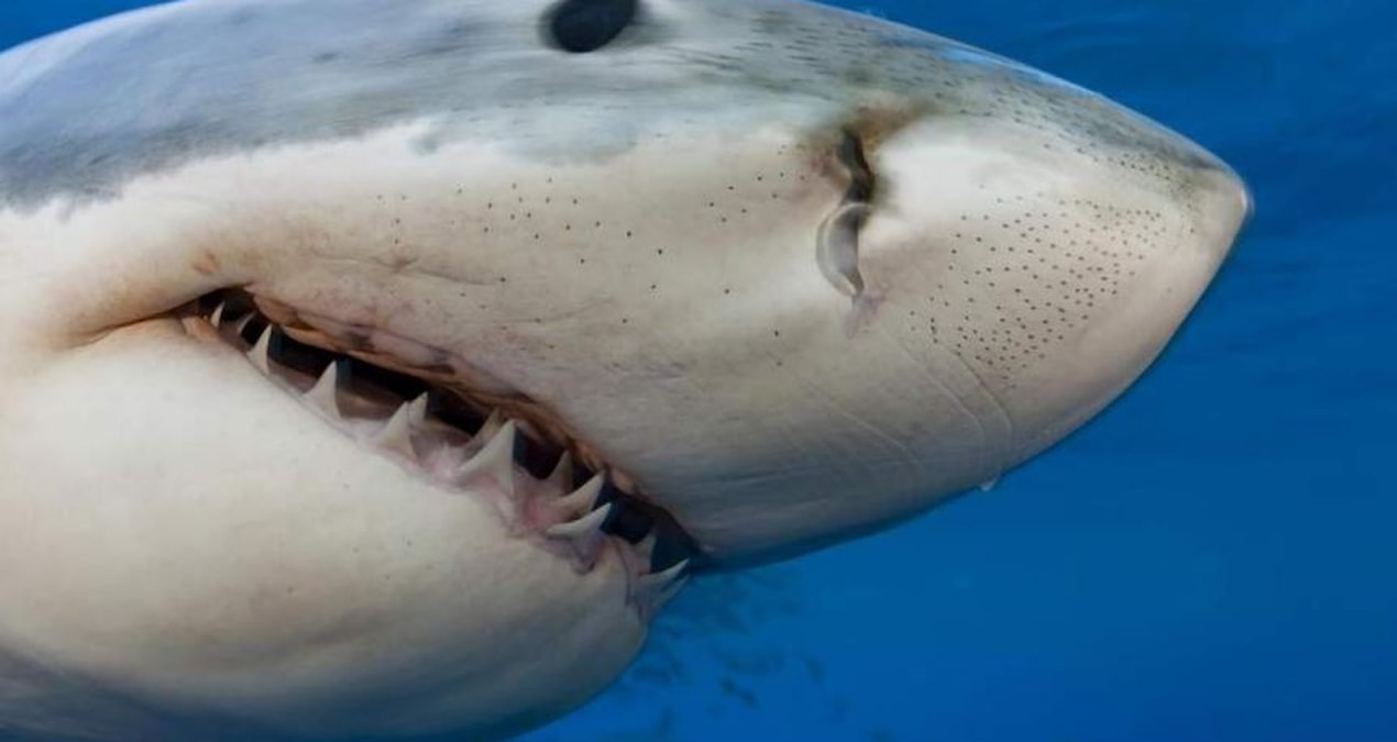 Latest Development: They are almost no different from humans: It turns out that sharks love this (Details)