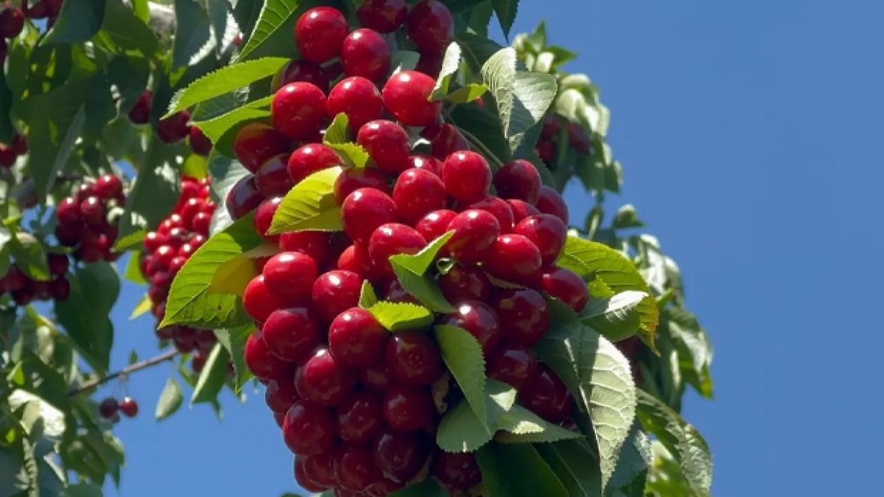 Last year the frost hit, this year the trees can't bear the cherries!