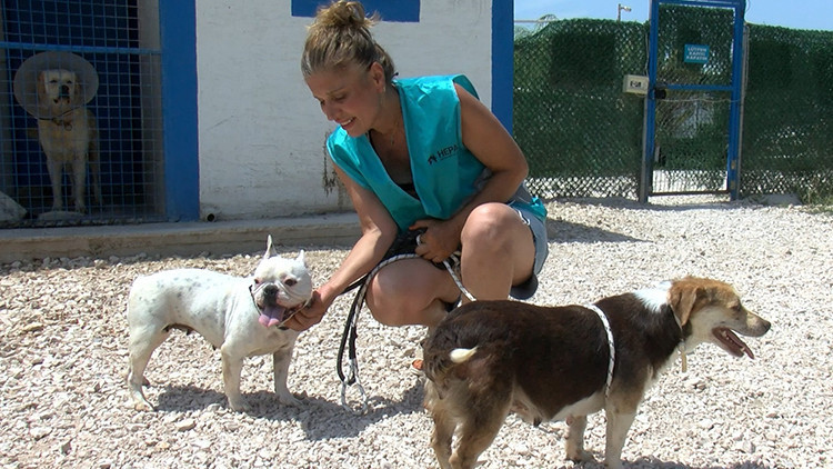 Ayrıntılar Netleşti: Hevesi kaçan sokağa bırakıyor: Bursa'da terk edilen cins köpekler yeni yuva bekliyor (Det