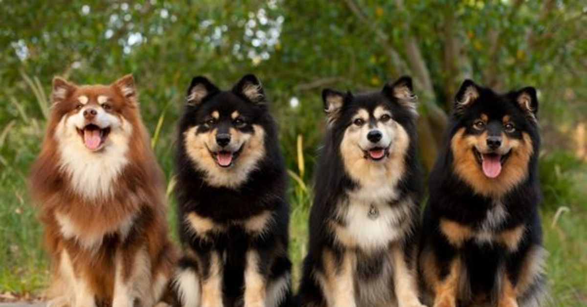 Kritik Açıklama: Analiz | Rüyada köpek görmek ne anlama gelir?: Gelişmeler Takip Ediliyor