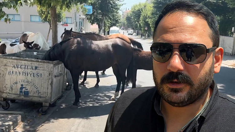 İstanbul'un bir ilçesinde alarm: Mahalleli endişeli! 'Yolda birden önümüze fırladılar' (Detaylar)