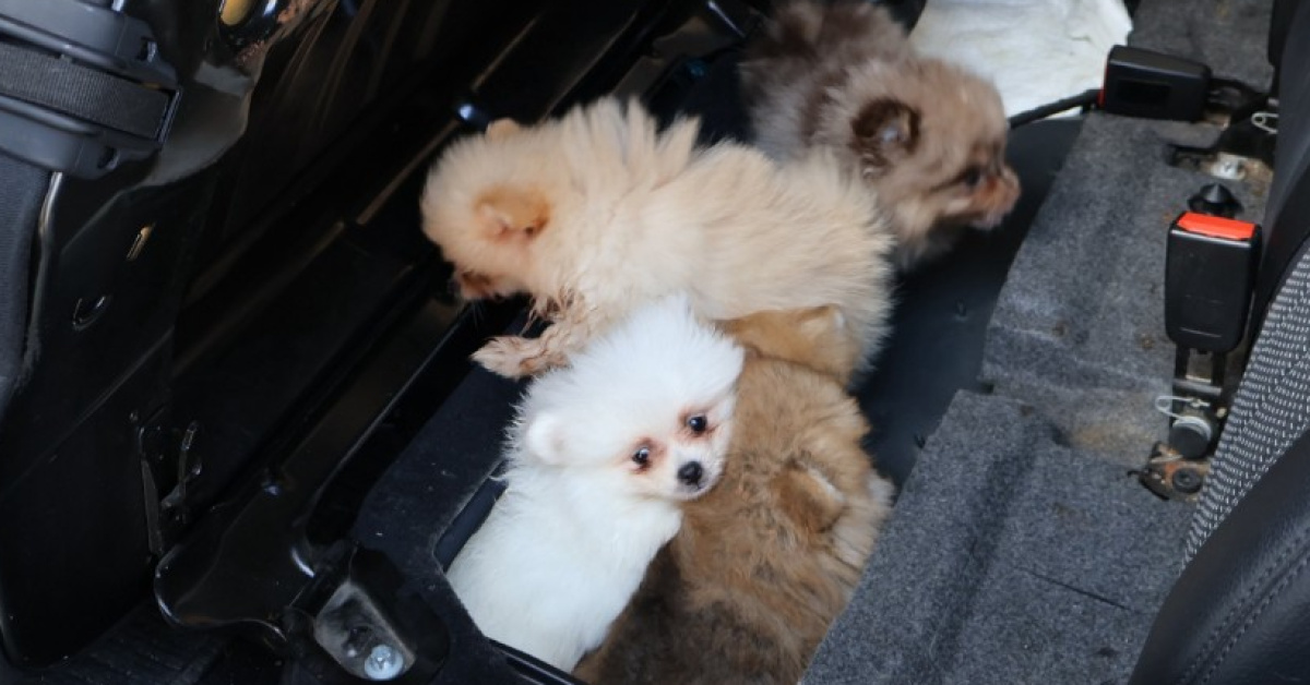 Gündemden Son Bilgiler: 5 pomeranian koruma altına alındı (Detaylar) - Son Dakika Bilgileri
