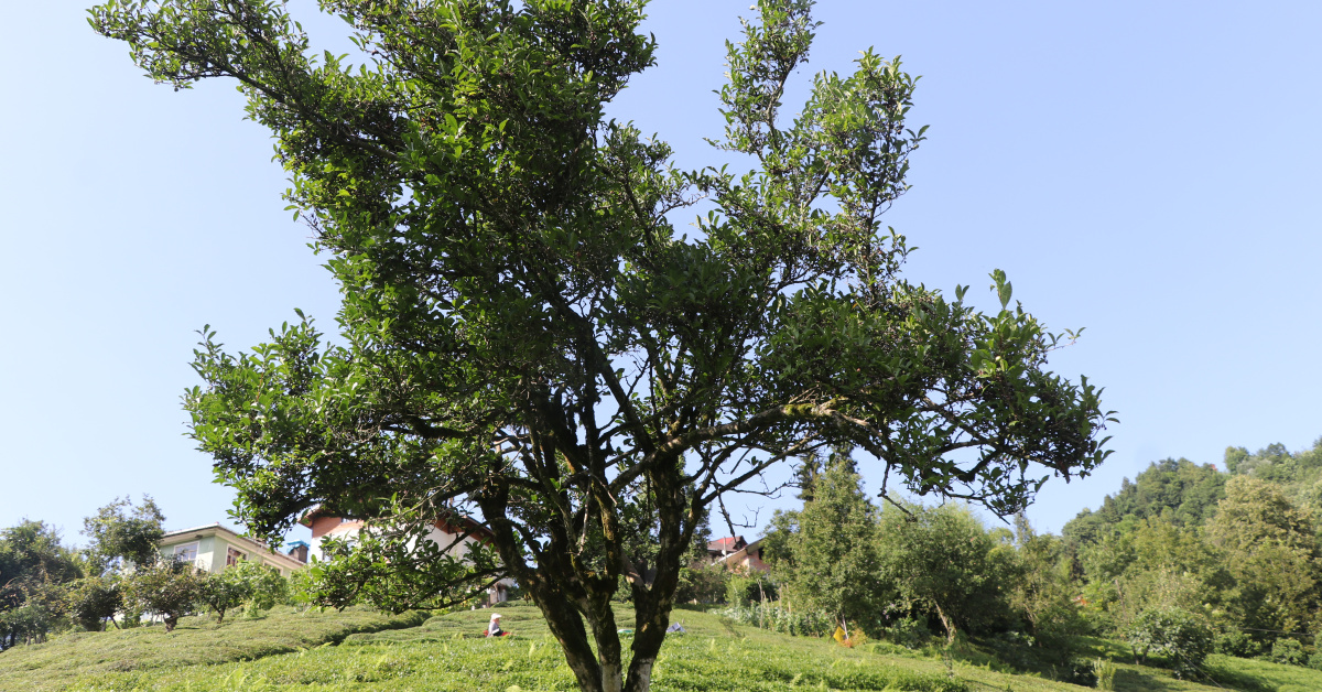 Ayrıntılar Netleşti: Son Gelişme: 5 metreyi buldu! 70 yıldır budanmıyor | İşte Tüm Ayrıntılar