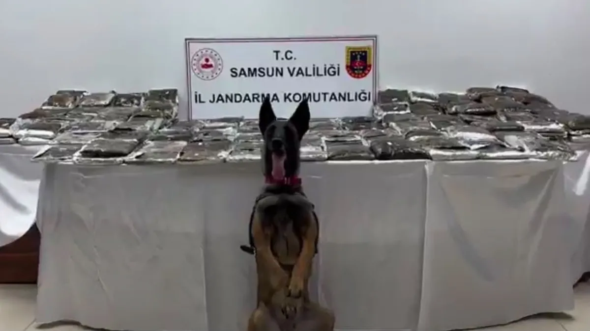 Sıcak Gündem: Samsun’da uyuşturucu madde imalatçılarına yönelik operasyon: 132 kilo toz esrar ele geçirildi -