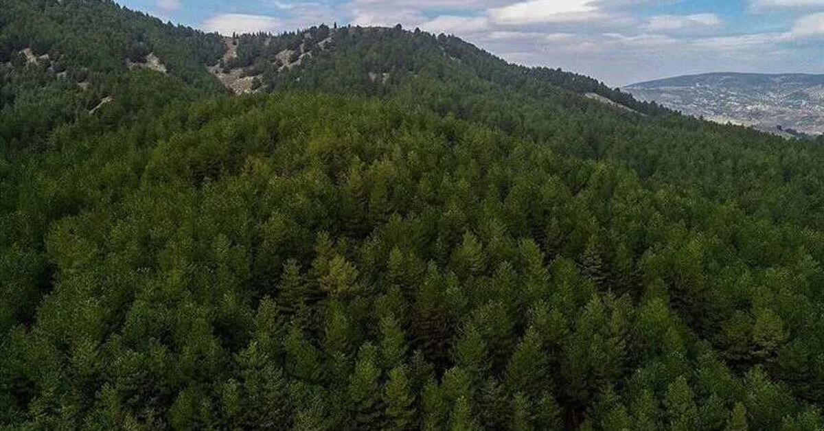 Son Gelişme: Siirt'te ormanlık alanlara giriş yasak - Son Dakika Bilgileri