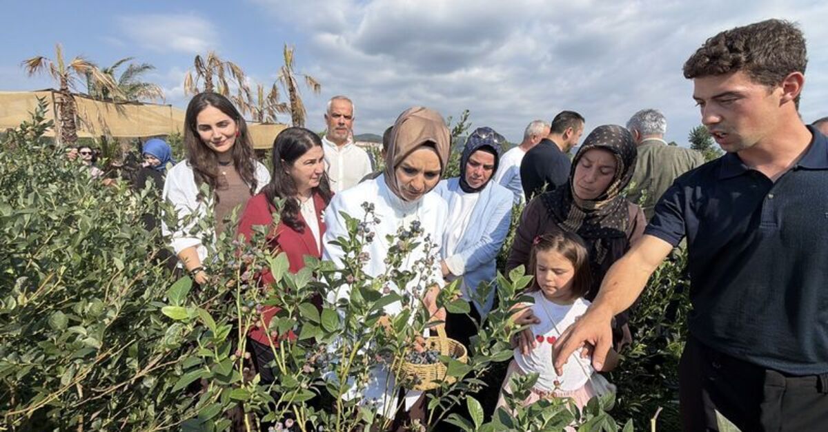 Kritik Açıklama: Analiz | Çocuklarla yaban mersini topladı (Detaylar) - Son Dakika Bilgileri