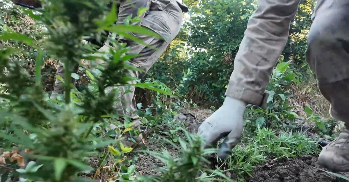 Gündemden Son Bilgiler: Son Gelişme: 5,7 ton esrarın piyasaya sürülmesi engellendi (Detaylar) - Son Dakika Bil