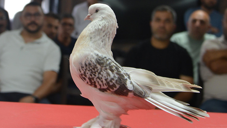 Son Gelişme: 'Güvercin' deyip geçmeyin! Fiyatını duyanlar şok oluyor... Kırmızı halıda boy gösterdiler - Son D