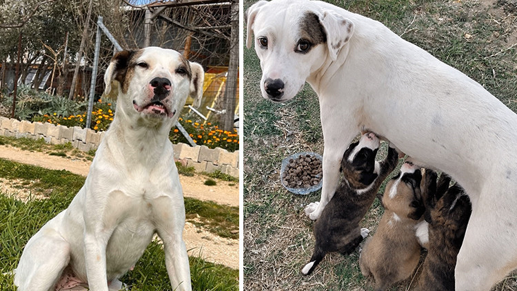 Sıcak Gündem: Sokak köpeği 'Sütlaç'ı av tüfeğiyle katlettiler: Hayvanseverlerden savcılığa suç duyurudu | İşte