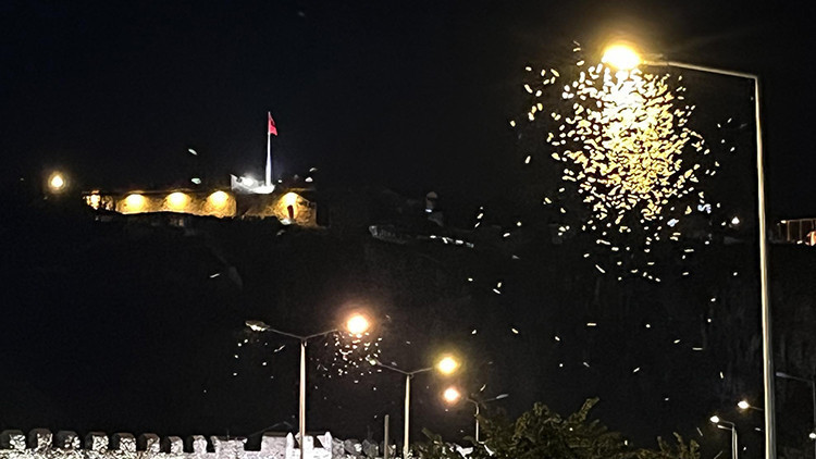 Sıcak Gündem: Ardahan'da beyaz kelebeklerin 'ölüm dansı' resmen start aldı - Son Dakika Bilgileri