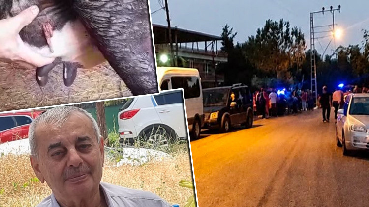 Samsun'daki ölümlü silahlı kavgada şaşırtan detay: İneğin memesine mermi isabet etmiş: Gelişmeler Takip Ediliy