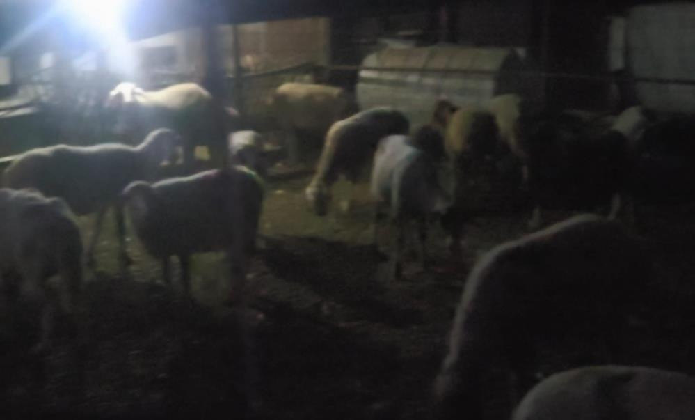 Ayrıntılar Netleşti: Ağıldan kaçan 50 koyun jandarma dronu ile bulundu | İşte Tüm Ayrıntılar