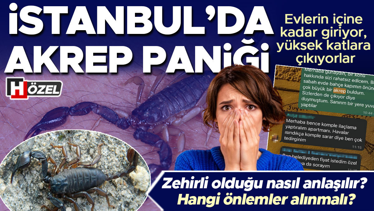 Ayrıntılar Netleşti: Evlerin içine kadar giriyor, yüksek katlara çıkıyorlar: İstanbul’da akrep paniği! Zehirli