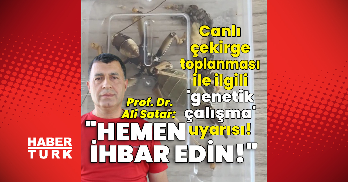 Canlı çekirge toplanması ile ilgili 'genetik çalışma' uyarısı! ve Merak Edilenler