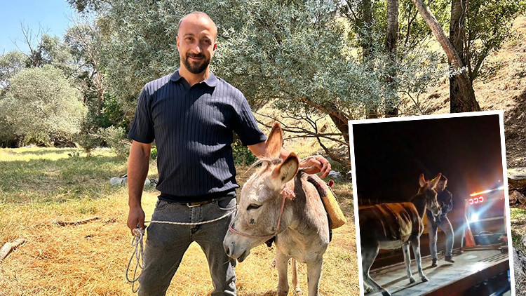 Eşeğinin başına gelenleri duyunca inanamadı: Arkadaşı link atıp haber verdi | 'Videoyu izleyince hemen 112'yi