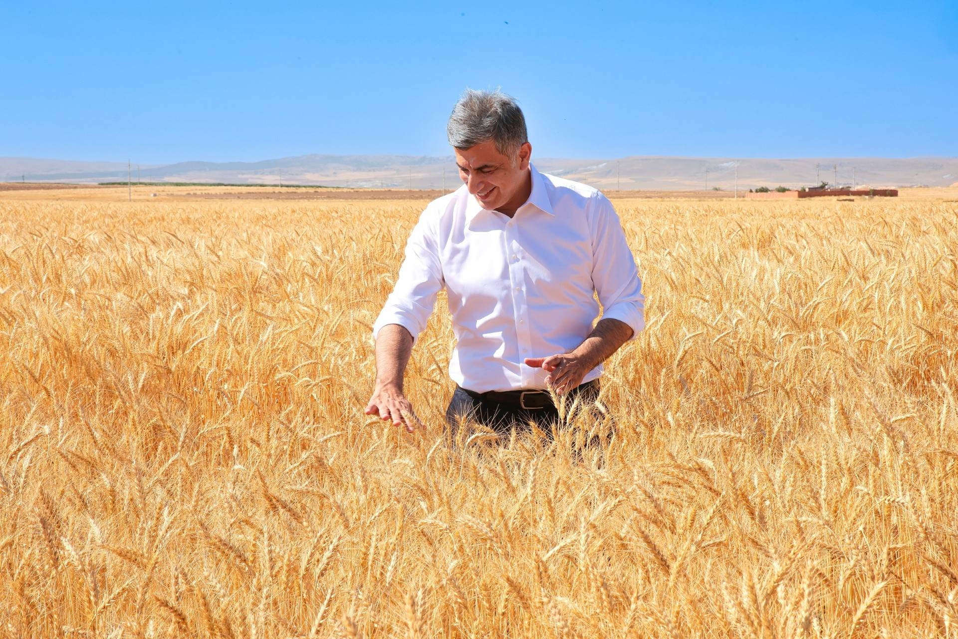 Kritik Açıklama: Kanatlı Buğdayı'nın ilk tohumluk hasadı gerçekleştirildi