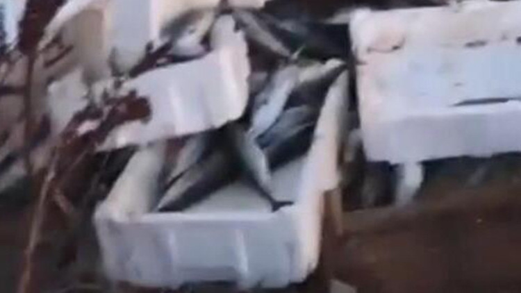 Son Gelişme: Arnavutköy'de kasalar dolusu bozuk balığı araziye döktü; 40 bin lira ceza kesildi: Gelişmeler Tak