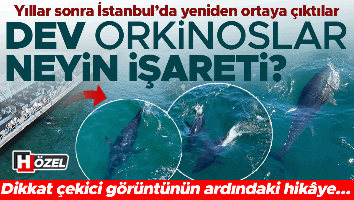 Ayrıntılar Netleşti: Yıllar sonra İstanbul’da yeniden ortaya çıktılar: Dev orkinoslar neyin işareti? Soframızd