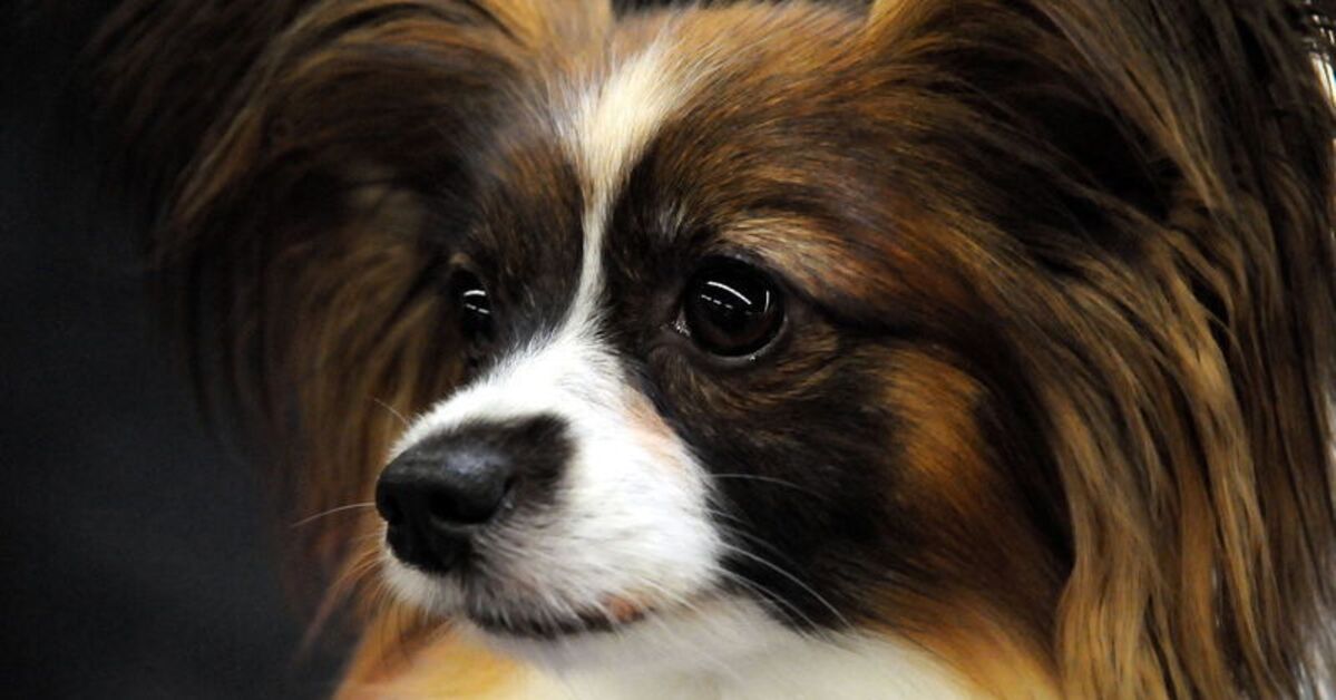 Sıcak Gündem: Rüyada köpek görmek ne anlama gelir? - Son Dakika Bilgileri