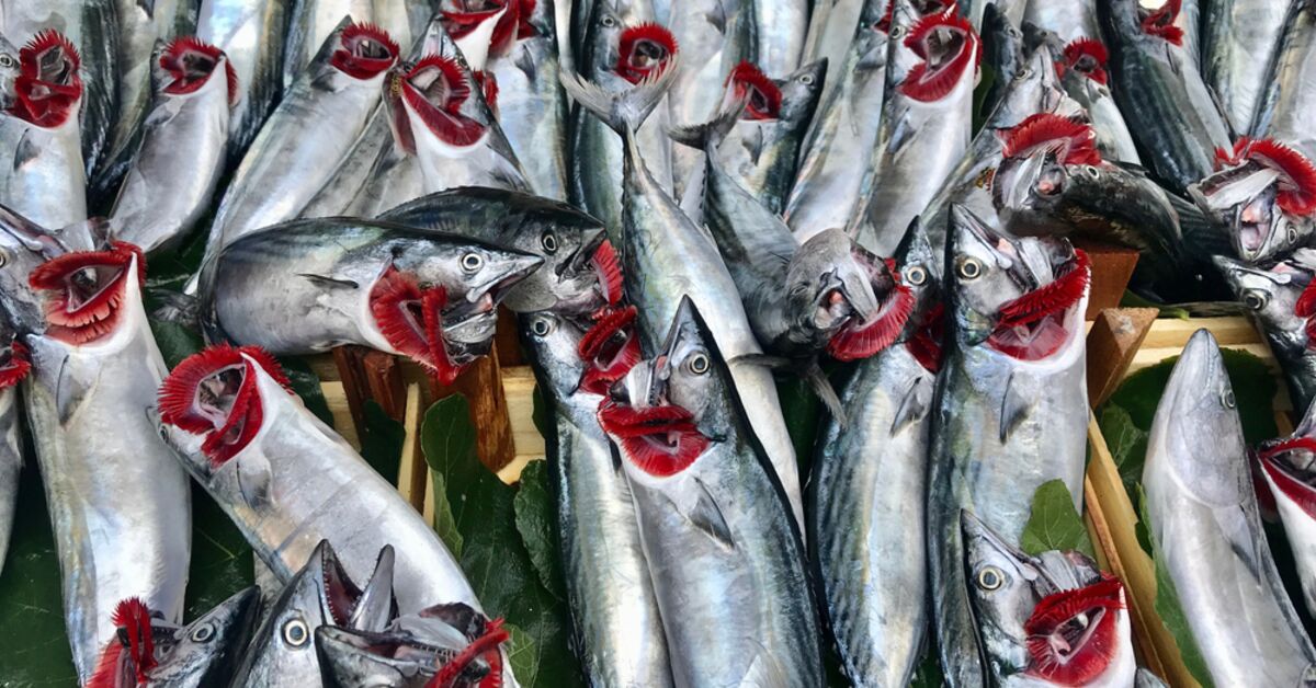 Balıkçılarda bolluk krizi: Gelişmeler Takip Ediliyor