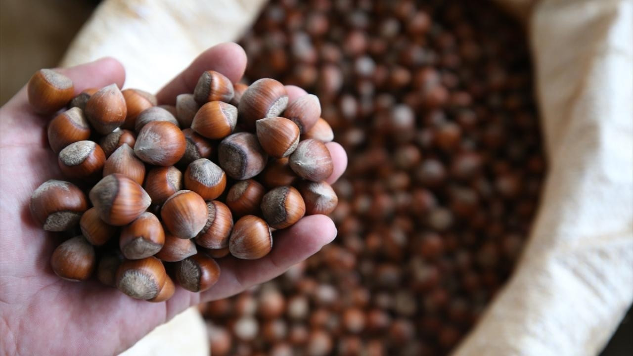 Gündemden Son Bilgiler: Son dakika... Ticaret Bakanlığı'ndan Ordu ve Giresun'daki fındık piyasasına inceleme: