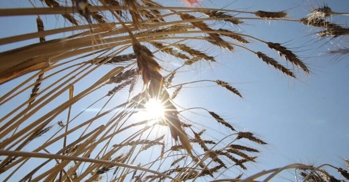 Gündemden Son Bilgiler: 5 soruda işlenmeyen tarım arazilerinin kiralanması ve Merak Edilenler