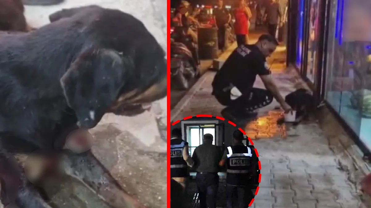 Gündemden Son Bilgiler: Hatay’da korkunç olay! Köpeği tüfekle yaralayan caninin savunması pes dedirtti: ‘Hedef