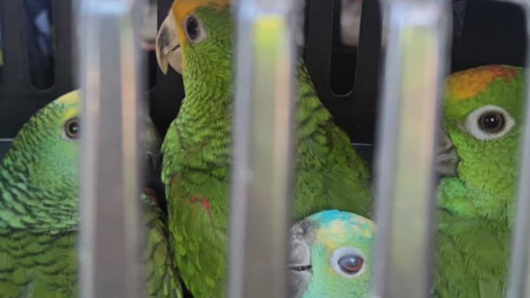 Köprü gişelerinde kaçak kuş operasyonu: Macaw ve Amazon papağanlarına el konuldu | İşte Tüm Ayrıntılar