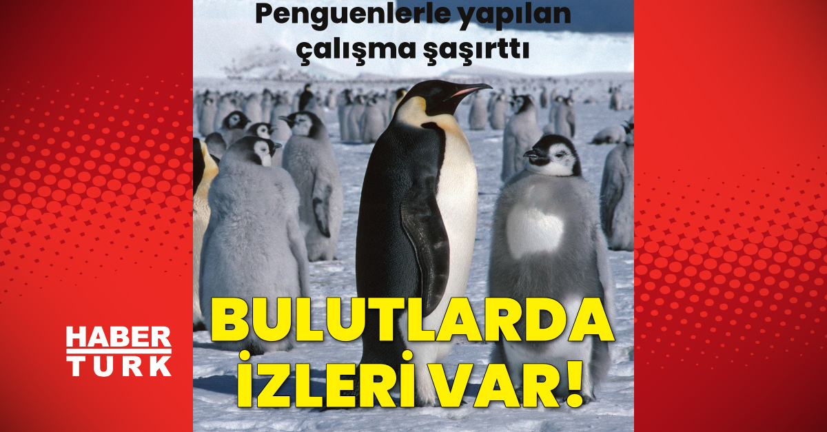 Ayrıntılar Netleşti: Penguenlerin dışkısı bulut oluşumuna yardım ediyor! ve Merak Edilenler
