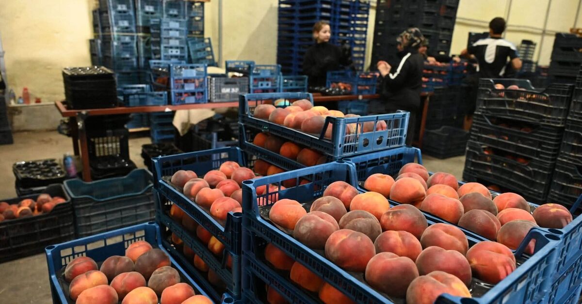 Ayrıntılar Netleşti: Yaş meyve ihracatında artış