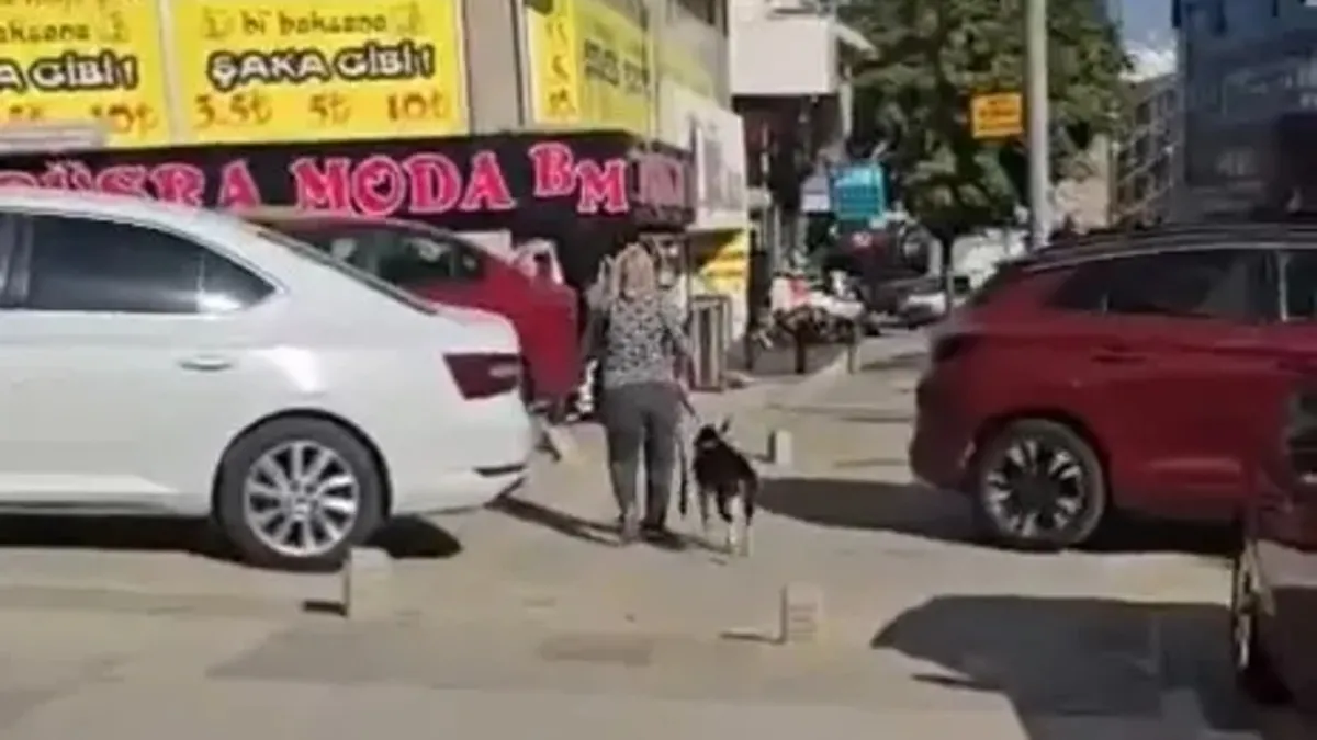 Gündemden Son Bilgiler: Esenyurt'ta Pitbull sokak kedisini parçaladı: Sahibine verilen ceza netlik kazandı! "N
